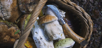 Plumier couteau à champignon INOX N°8 avec Etui et Boite  NYCTALOPE  