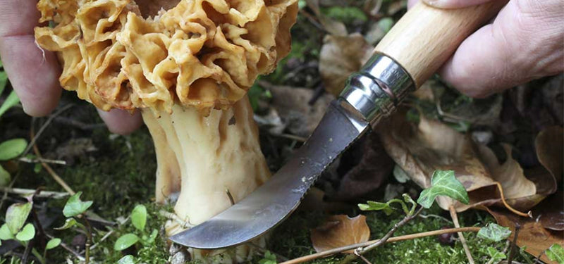 Couteau de poche Opinel Champignon N°08 – Hêtre - couteau à champignon  NYCTALOPE  